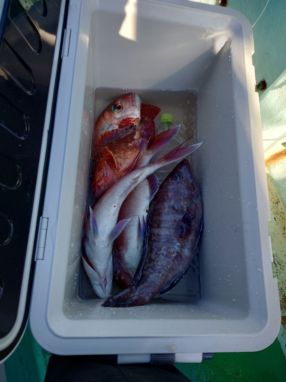 はくさい🎣🐟さんの釣果 2枚目の画像