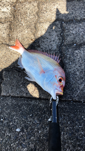 レンコダイの釣果