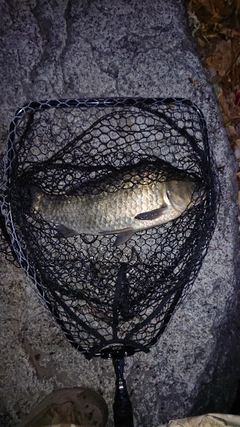 ヘラブナの釣果