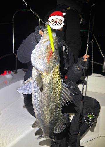 シーバスの釣果