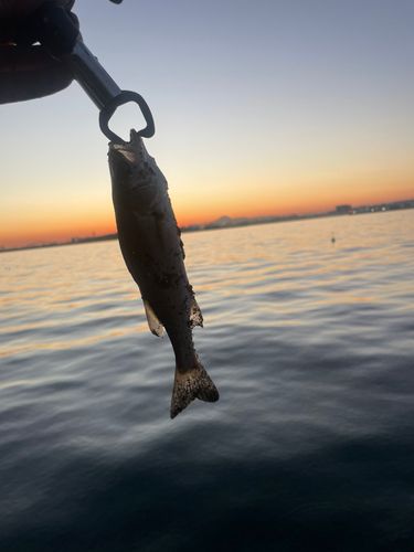 若洲海浜公園海釣り施設