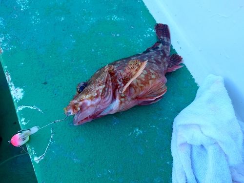 カサゴの釣果