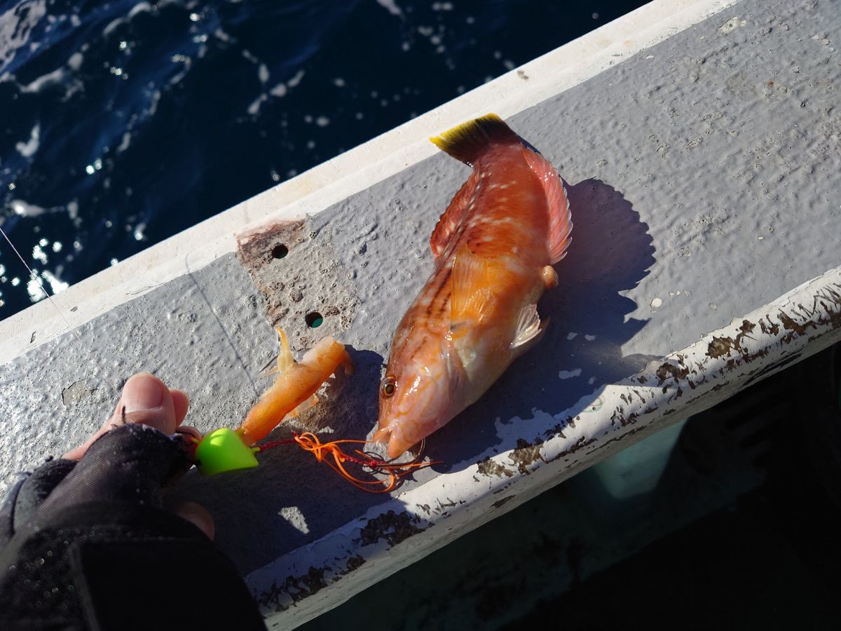 はくさい🎣🐟さんの釣果 2枚目の画像