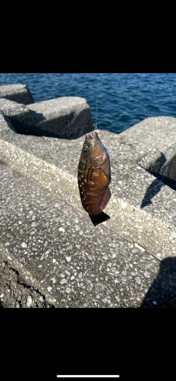 ホシササノハベラ