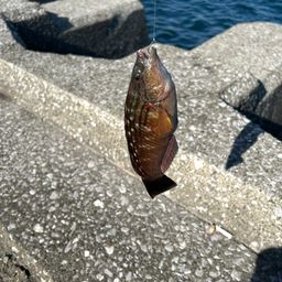 ホシササノハベラ