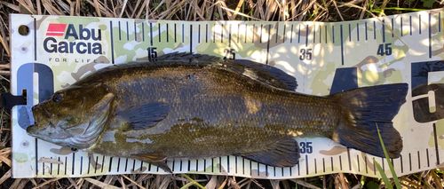 スモールマウスバスの釣果