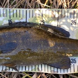 スモールマウスバス