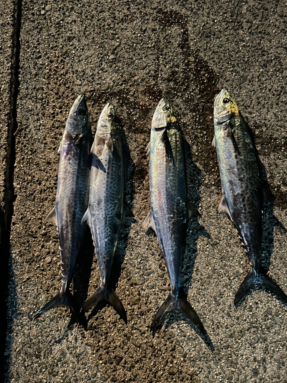 SHIMANO 18ステラ C5000XGの最安値・インプレ・釣果 | 本音の口コミが