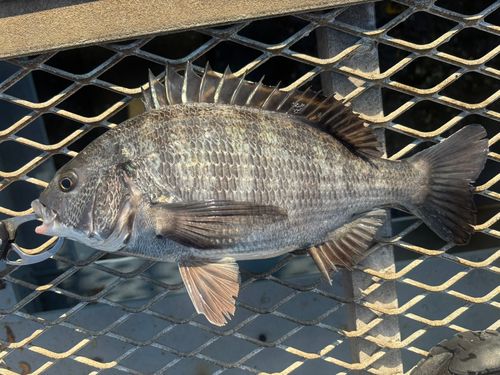 大黒海づり施設