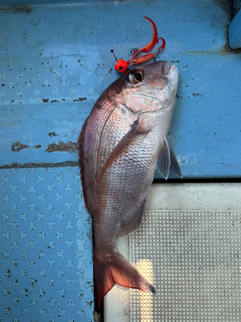 にたぴんぐらーさんの釣果 2枚目の画像