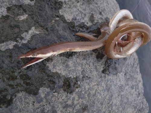 太田川今之浦川合流