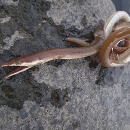 ダイナンウミヘビ