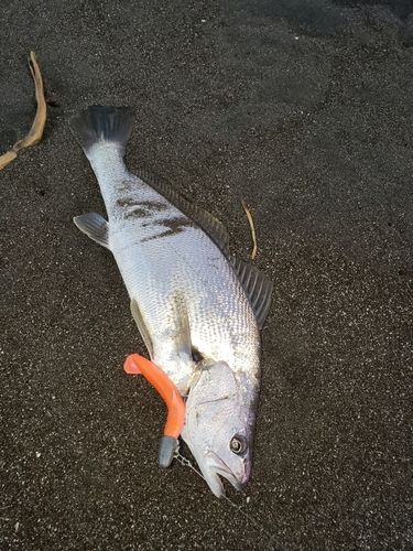 イシモチの釣果