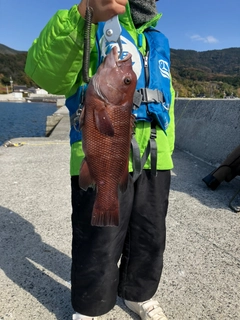 コブダイの釣果