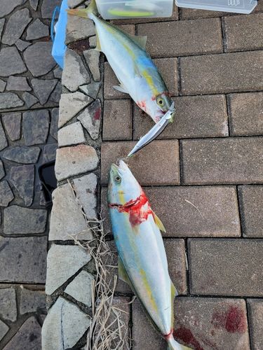 フクラギの釣果