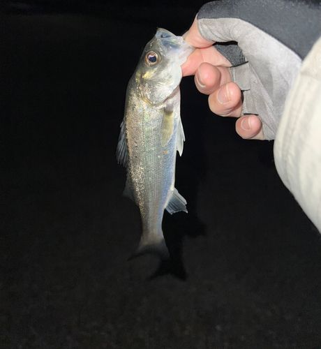 セイゴ（マルスズキ）の釣果