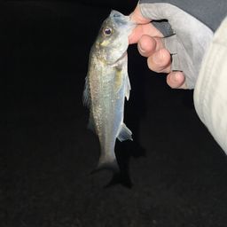 セイゴ（マルスズキ）