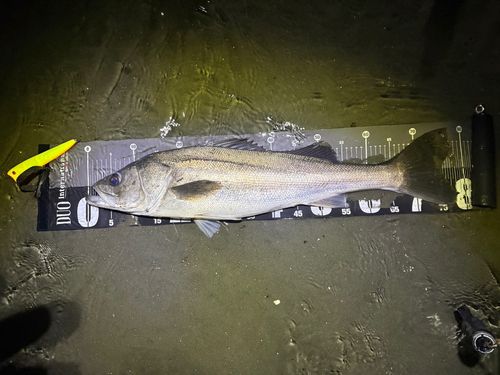 シーバスの釣果