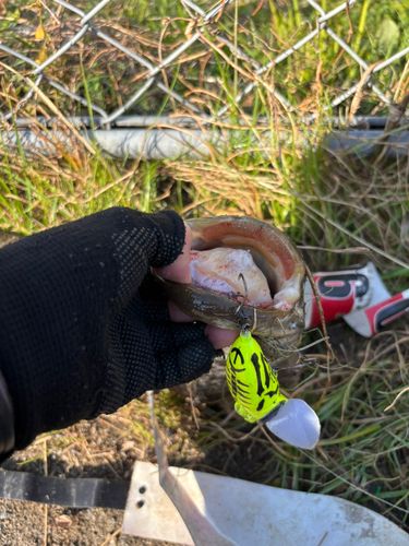 マナマズの釣果