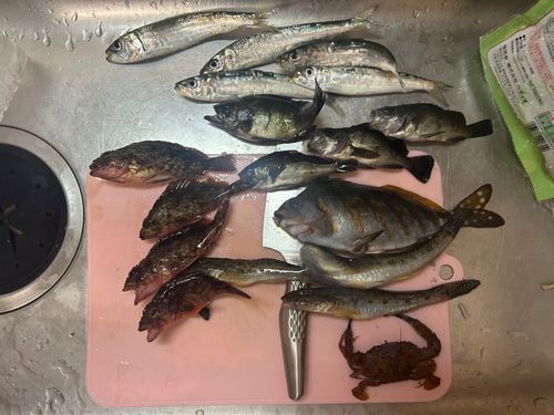 イワシの釣果