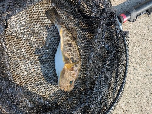 フグの釣果