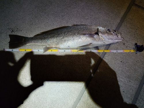 オオニベの釣果