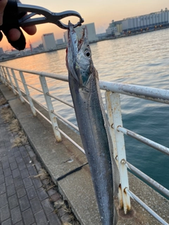 タチウオの釣果