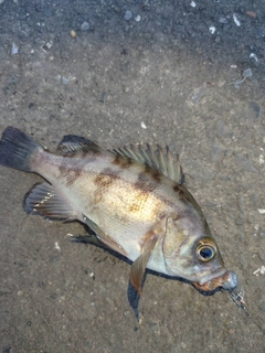 メバルの釣果