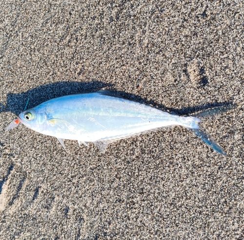 イケカツオの釣果