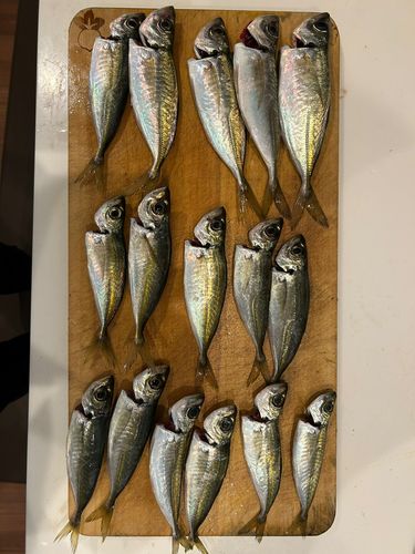 アジの釣果