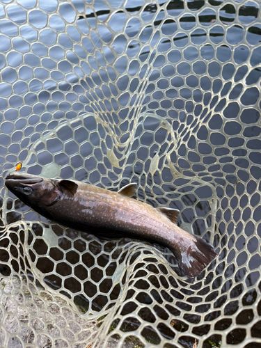 ニジマスの釣果