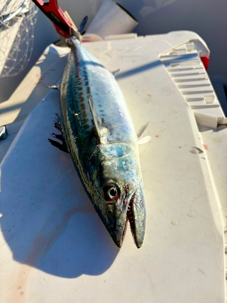 アップタイドクルーズさんの釣果 2枚目の画像