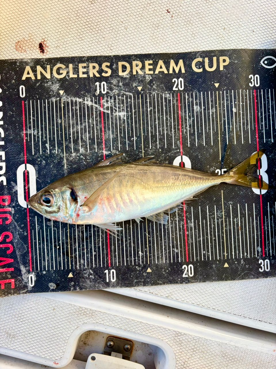 アップタイドクルーズさんの釣果 3枚目の画像