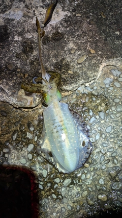 アオリイカの釣果