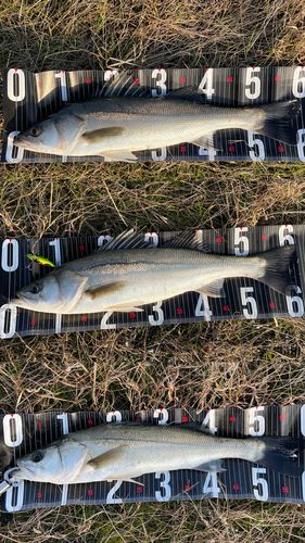 シーバスの釣果