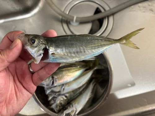 アジの釣果