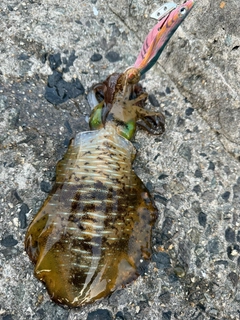 アオリイカの釣果