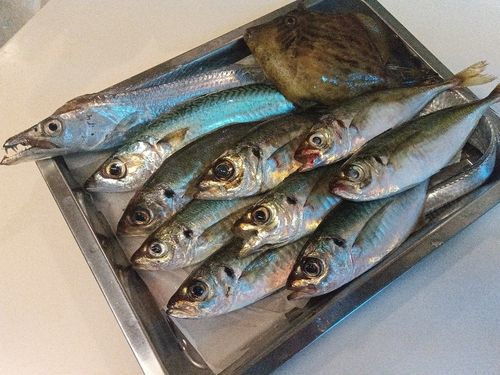 タチウオの釣果