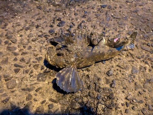 オニオコゼの釣果