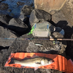 フッコ（マルスズキ）の釣果