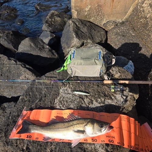 フッコ（マルスズキ）の釣果