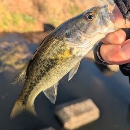 ラージマウスバス