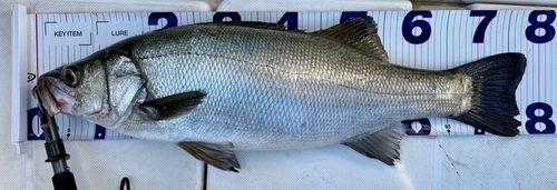 ヒラスズキの釣果