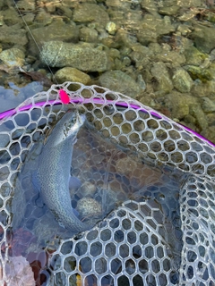 ニジマスの釣果