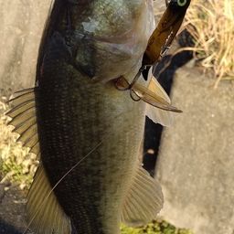 ブラックバス
