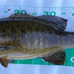 スモールマウスバス