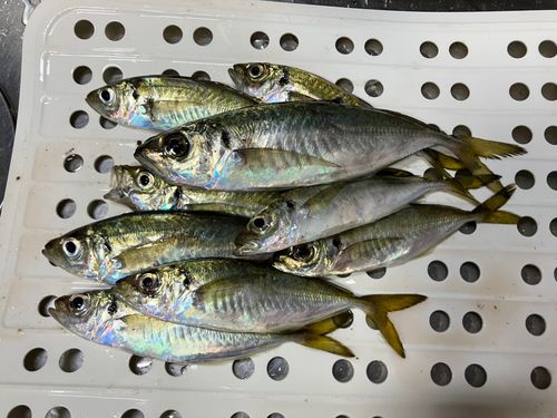 アジの釣果