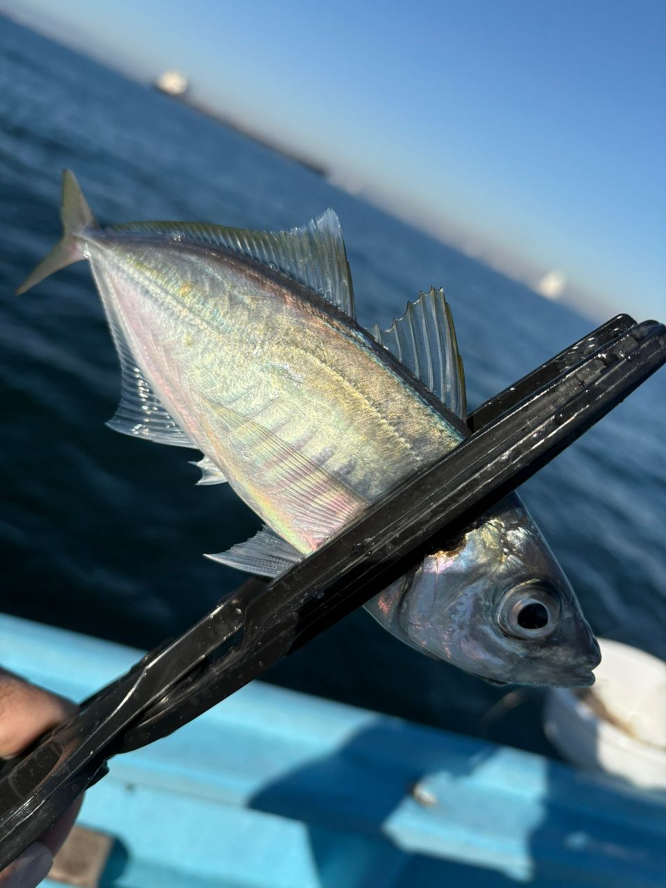 とっきぃーさんの釣果 1枚目の画像