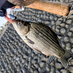 フナの釣果