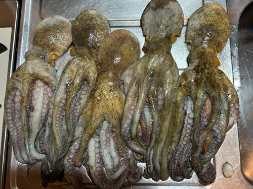 東京湾（アクアライン〜富津）